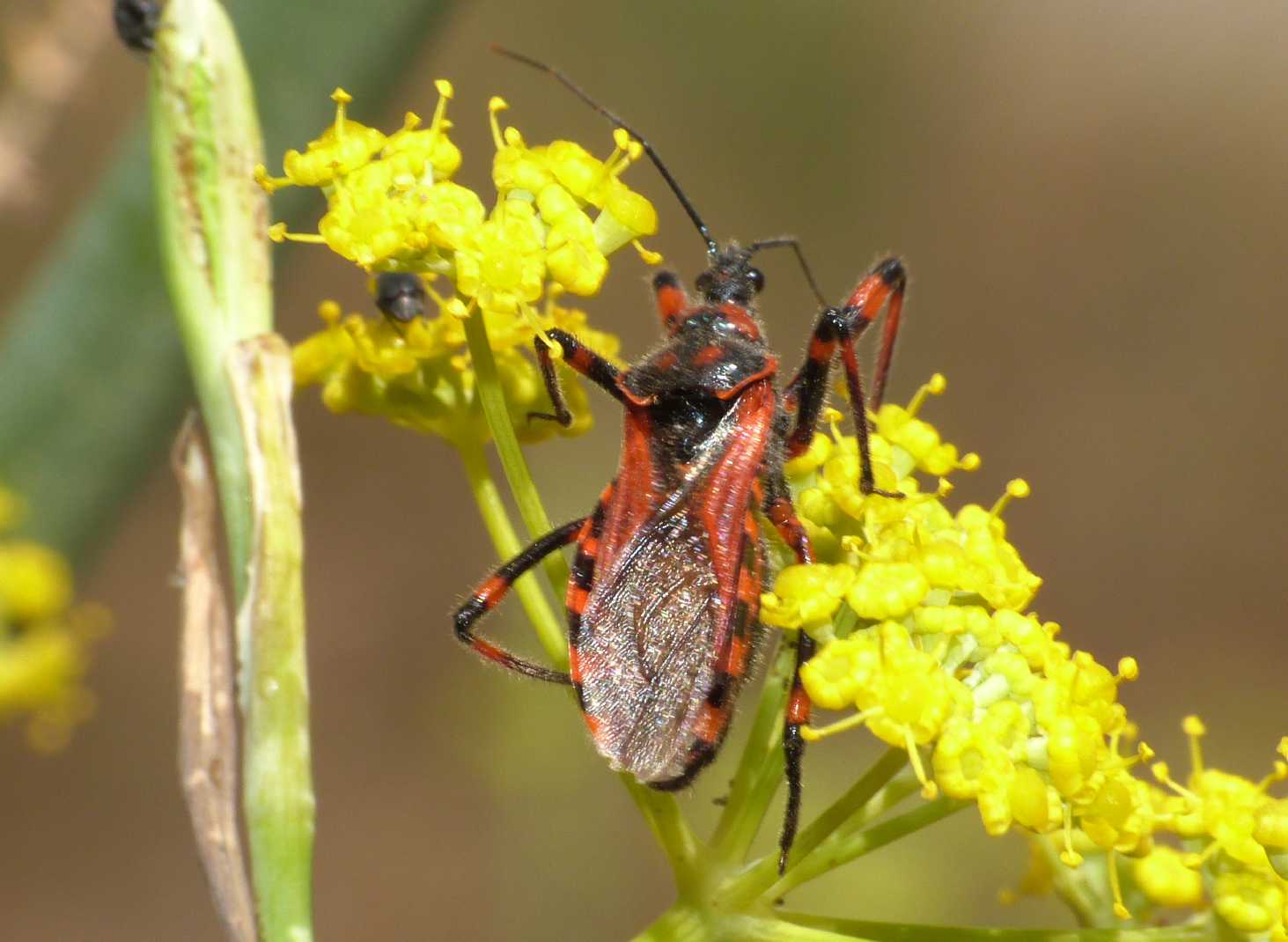 Rhinocoris iracundus?